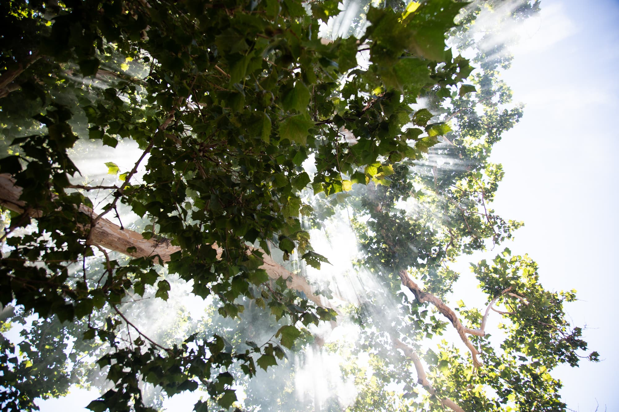 A powerful Sycamore tree during a sacred smoke ceremony.